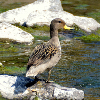 Yellow-Billed Pintail